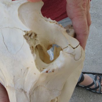 B-Grade 13" African Warthog Skull with 6" Ivory Tusks 