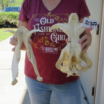 B-Grade 13" African Warthog Skull with 6" Ivory Tusks 