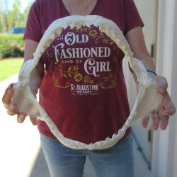 Tiger Shark Jaw 15 ...