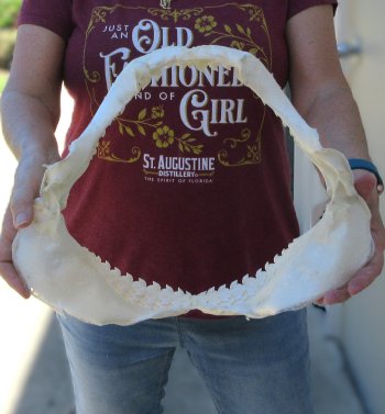 Tiger Shark Jaw 15 inches wide for sale $200