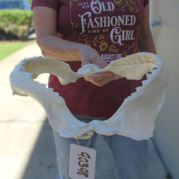 Tiger Shark Jaw 15 inches wide for sale $200