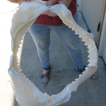 Tiger Shark Jaw 15 inches wide for sale $200