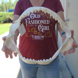 Tiger Shark Jaw 15 ...
