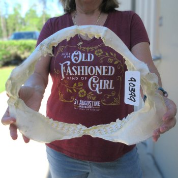 Tiger Shark Jaw 15 inches wide for sale $200