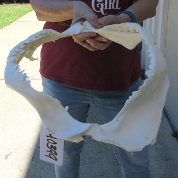 Tiger Shark Jaw 15 inches wide for sale $200