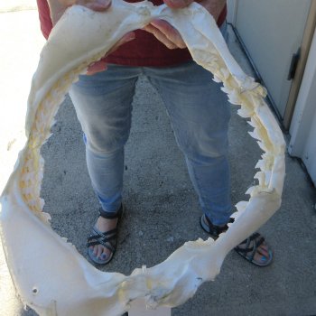 Tiger Shark Jaw 15 inches wide for sale $200