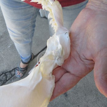 Tiger Shark Jaw 15 inches wide for sale $200