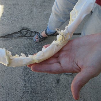 Tiger Shark Jaw 15 inches wide for sale $200