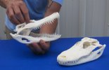  9 inches to 10-7/8 inches long  Wholesale Alligator Skull, Grade A, professional cleaned and whitened - You will receive skulls that look similar to those pictured @ $53 each; Packed: 4 pcs @ $47 each