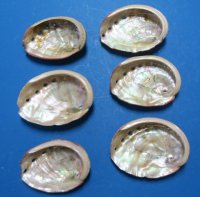 4 to 4-3/4 inches Red Abalone Shells Wholesale - 3 pcs @ $3.85 each ; 12 pcs @ $3.45 each