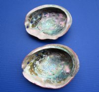 Wholesale red abalone shells,  6-1/2 to 7-3/4 inches - 2 @ $15.00 each;  6 @ $13.50 each