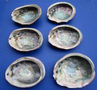 Wholesale red abalone shells,  6-1/2 to 7-3/4 inches - 2 @ $15.00 each;  6 @ $13.50 each