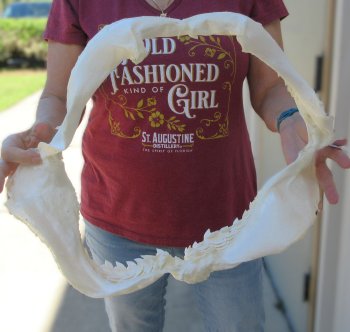 B-Grade Tiger Shark Jaw 17-1/2 inches wide for sale $200