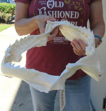 B-Grade Tiger Shark Jaw 17-1/2 inches wide for sale $200