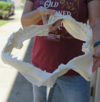 B-Grade Tiger Shark Jaw 17-1/2 inches wide for sale $200