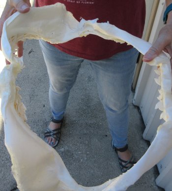 B-Grade Tiger Shark Jaw 17-1/2 inches wide for sale $200