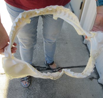 B-Grade Tiger Shark Jaw 17-1/2 inches wide for sale $200