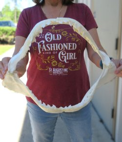 Tiger Shark Jaw 16 ...