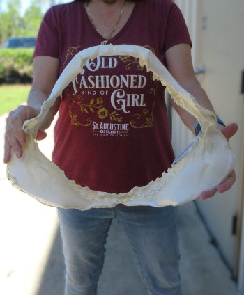 Tiger Shark Jaw 16 inches wide for sale $210