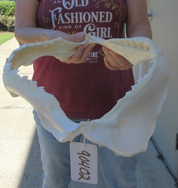 Tiger Shark Jaw 16 inches wide for sale $210