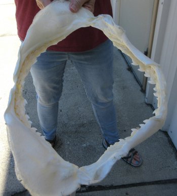 Tiger Shark Jaw 16 inches wide for sale $210