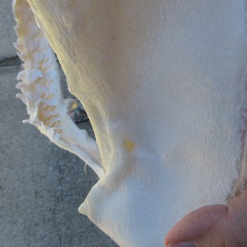 Tiger Shark Jaw 16 inches wide for sale $210