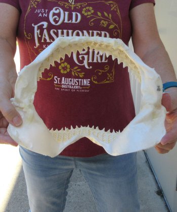 Genuine 11 inch Bull shark jaw (Carcharhinus leucas) for sale - $130
