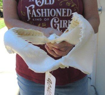 Genuine 11 inch Bull shark jaw (Carcharhinus leucas) for sale - $130