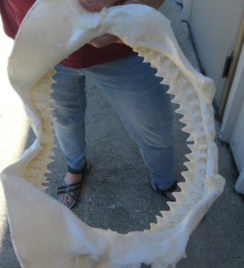 Genuine 11 inch Bull shark jaw (Carcharhinus leucas) for sale - $130