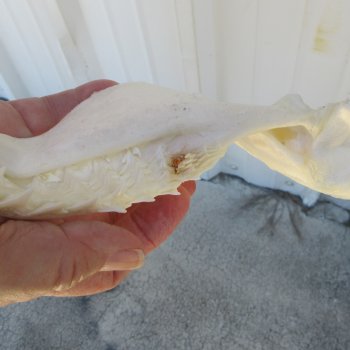 Genuine 11 inch Bull shark jaw (Carcharhinus leucas) for sale - $130