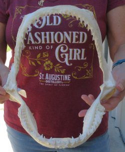 Authentic 10 inch B...
