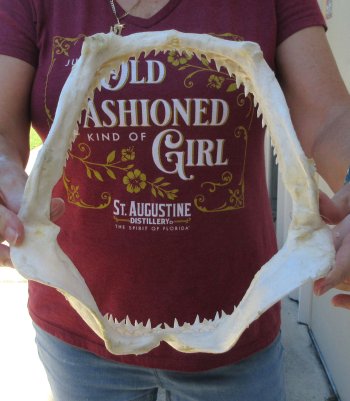 Authentic 10 inch Blacktip Shark Jaw (Carcharhinus limbatus)  for sale- $120