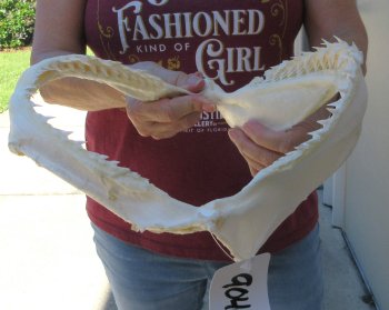 Authentic 10 inch Blacktip Shark Jaw (Carcharhinus limbatus)  for sale- $120