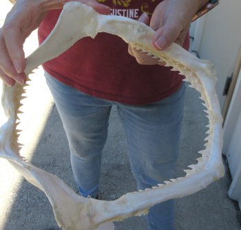 Authentic 10 inch Blacktip Shark Jaw (Carcharhinus limbatus)  for sale- $120
