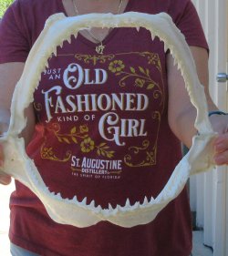 Authentic 11 inch B...