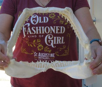 Authentic 11 inch Blacktip Shark Jaw (Carcharhinus limbatus)  for sale- $130