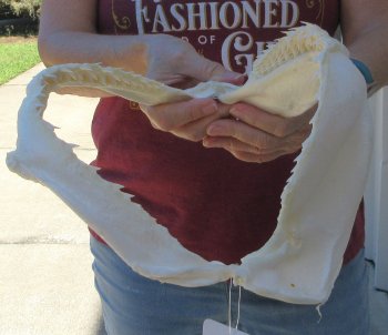 Authentic 11 inch Blacktip Shark Jaw (Carcharhinus limbatus)  for sale- $130