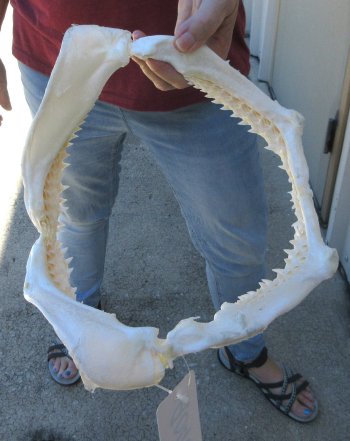 Authentic 11 inch Blacktip Shark Jaw (Carcharhinus limbatus)  for sale- $130