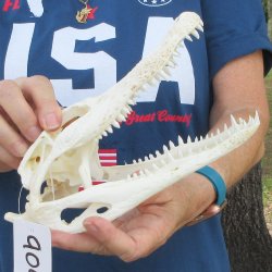 9" Alligator S...