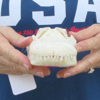 9" Alligator Skull 