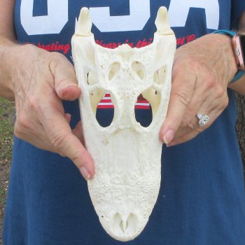 9" Alligator Skull 