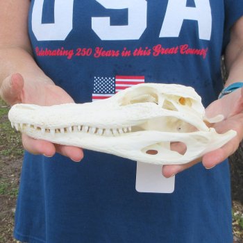9" Alligator Skull 