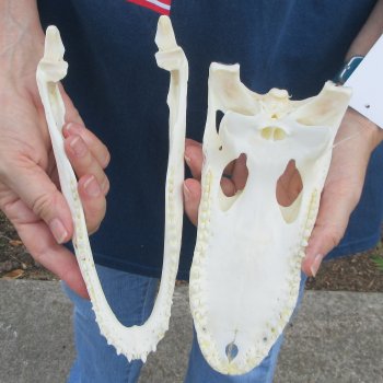 9" Alligator Skull 
