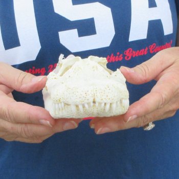 8-1/2" B-Grade Alligator Skull 