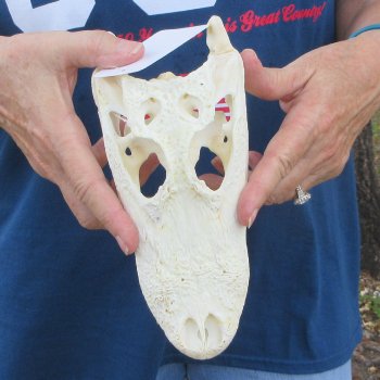 8-1/2" B-Grade Alligator Skull 