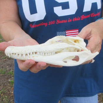 8-1/2" B-Grade Alligator Skull 