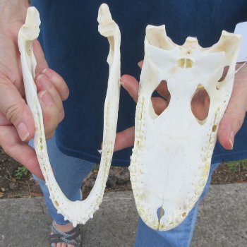8-1/2" B-Grade Alligator Skull 