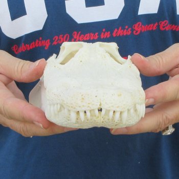 9-1/2" Alligator Skull 