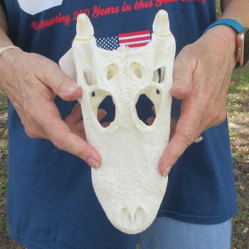 9-1/2" Alligator Skull 