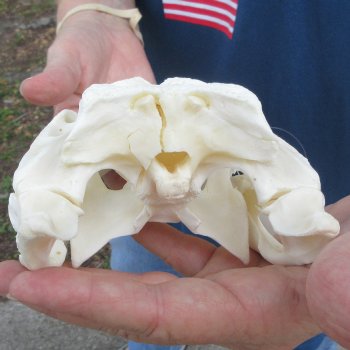 9-1/2" Alligator Skull 